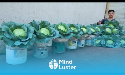 Cabbage farming for beginners