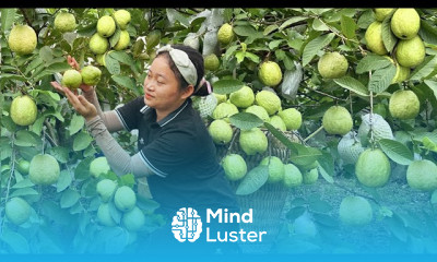Harvesting guava fruit gardens
