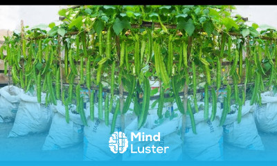 Growing dragon beans