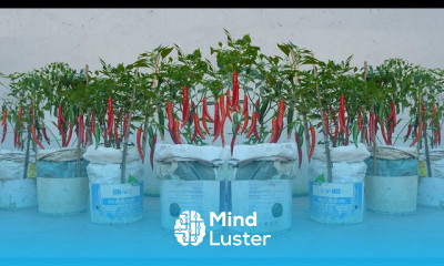 Growing chili peppers