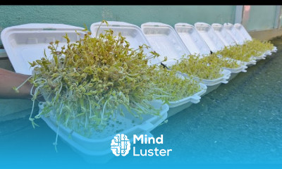 Growing Harvest bean sprouts