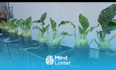 Growing and harvesting kohlrabi