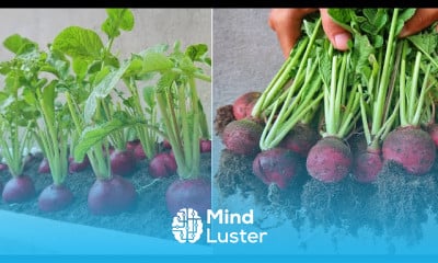 Growing white radish