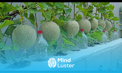 Growing melon cantaloupe