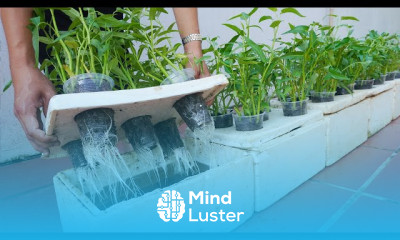 Growing vegetable garden