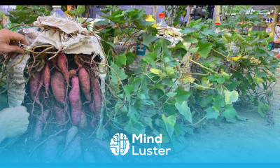 Growing sweet Potatoes