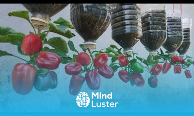 Growing peppers at home