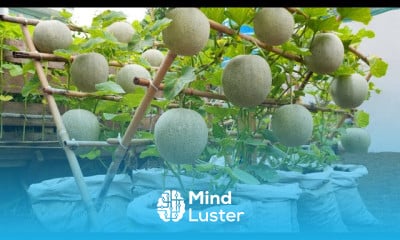 Growing melons