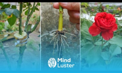 Rose farming