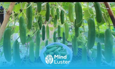 cucumber farming
