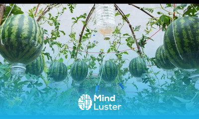 watermelon farming in pallets