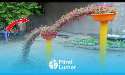 Grow portulaca grandiflora flower