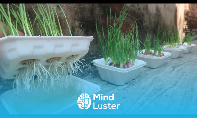 Growing kale in plastic bottles