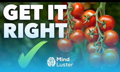 Tomato growing at home