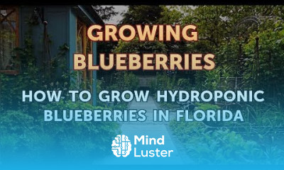 Growing blueberries