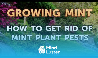 Growing mint