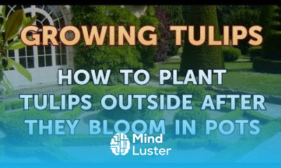 Growing tulips