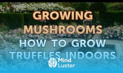 Growing button mushrooms