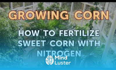 Growing corn