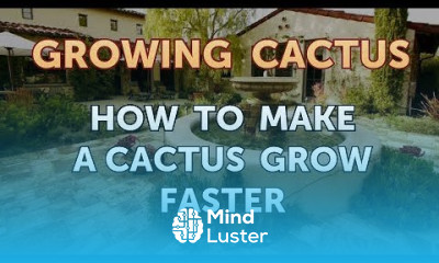 Growing cactus