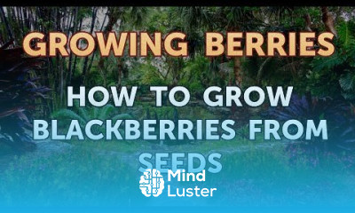 Growing blackberries