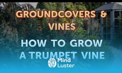 Growing a trumpet vine