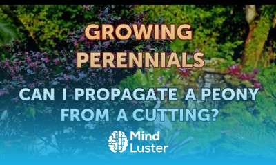 Growing peonies in containers