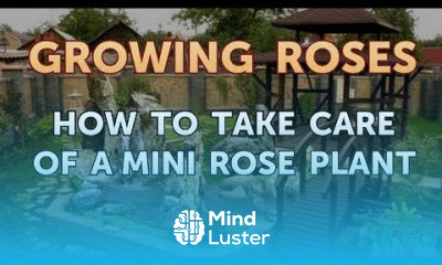 Growing climbing roses