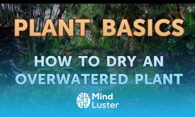 Growing Plumbago in Pots