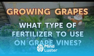Growing grapes