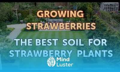 Growing strawberries
