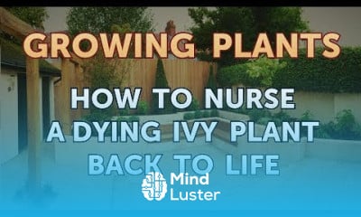 Growing salvia divinorum