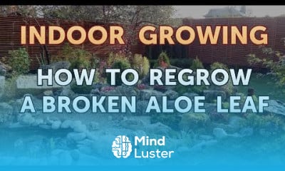 Growing blackberries indoors