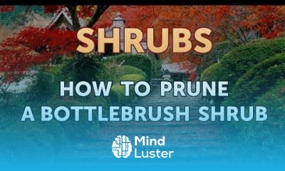 Growing hawthorn cuttings