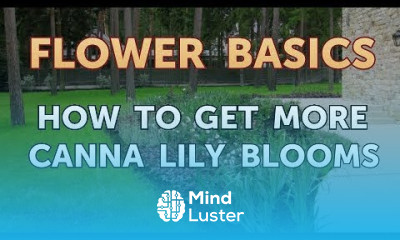 Growing bougainvillea