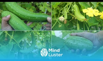 Growing bottle gourds