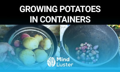 Growing potatoes in containers