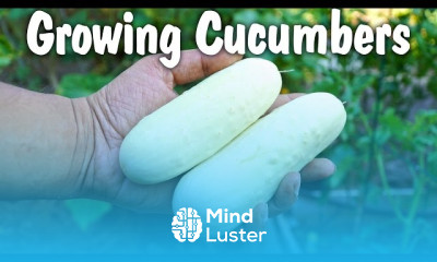 Growing armenian cucumbers