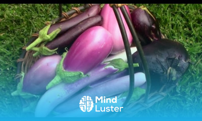 Growing eggplants in containers