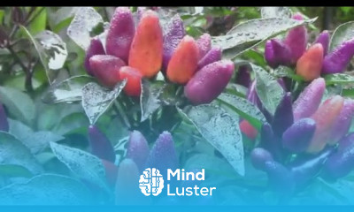 Growing ginger in a container