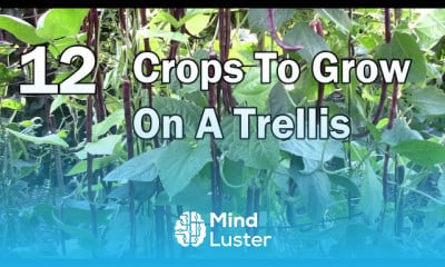 Growing Peas in containers