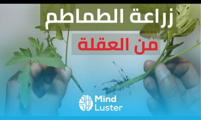 Growing tomatoes at home