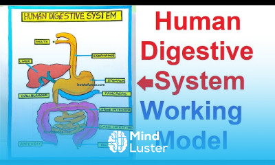 Human digestive system working model 3d