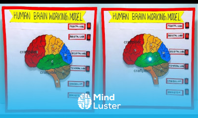 Making brain working model 3d