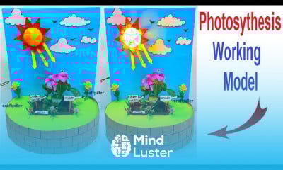 Making photosynthesis working model 3d