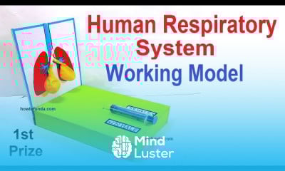 Making human digestive system model 3d