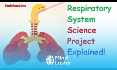 Respiratory system working model 3d making