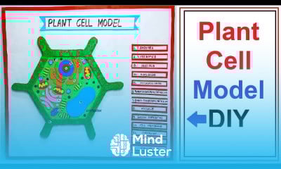 plant cell 3D model making