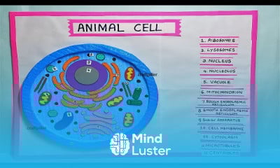 Animal cell model 3d making