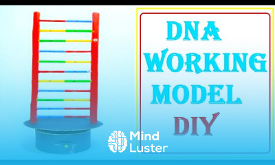 Making dna working model 3d